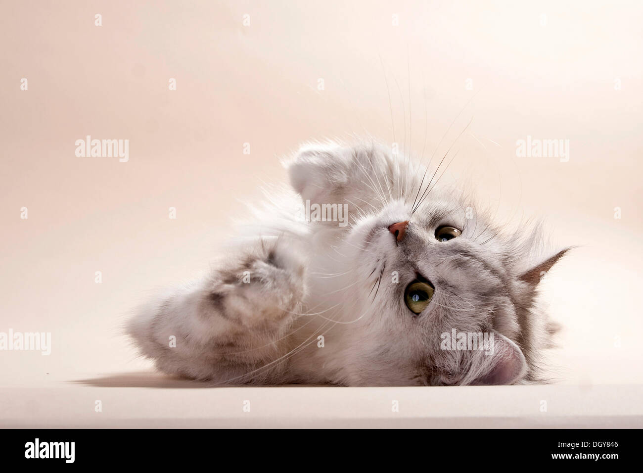 Argento-ombreggiati British longhair cat giacente sul suo lato Foto Stock