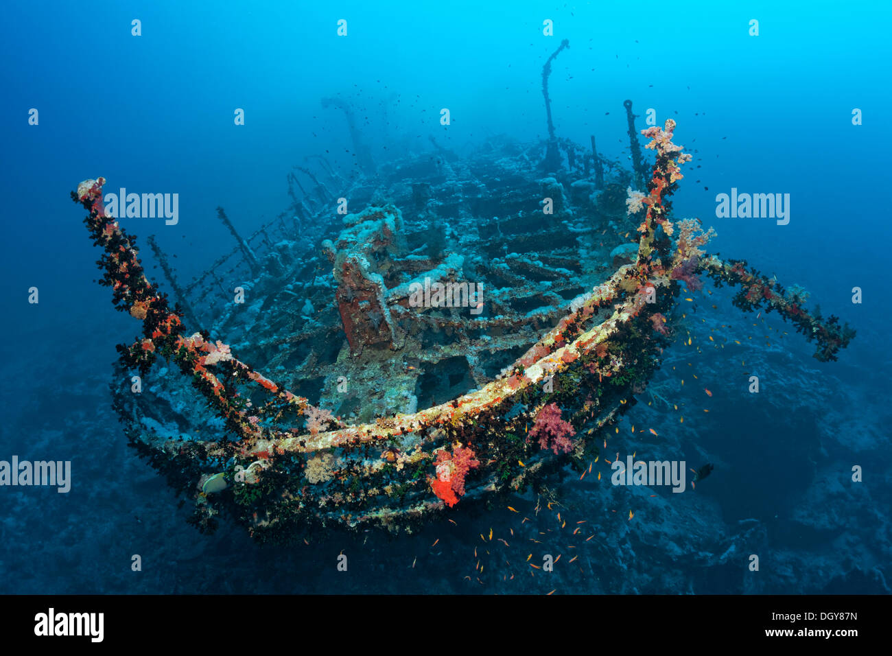Aida naufragio, fratello isole, Egitto Foto Stock