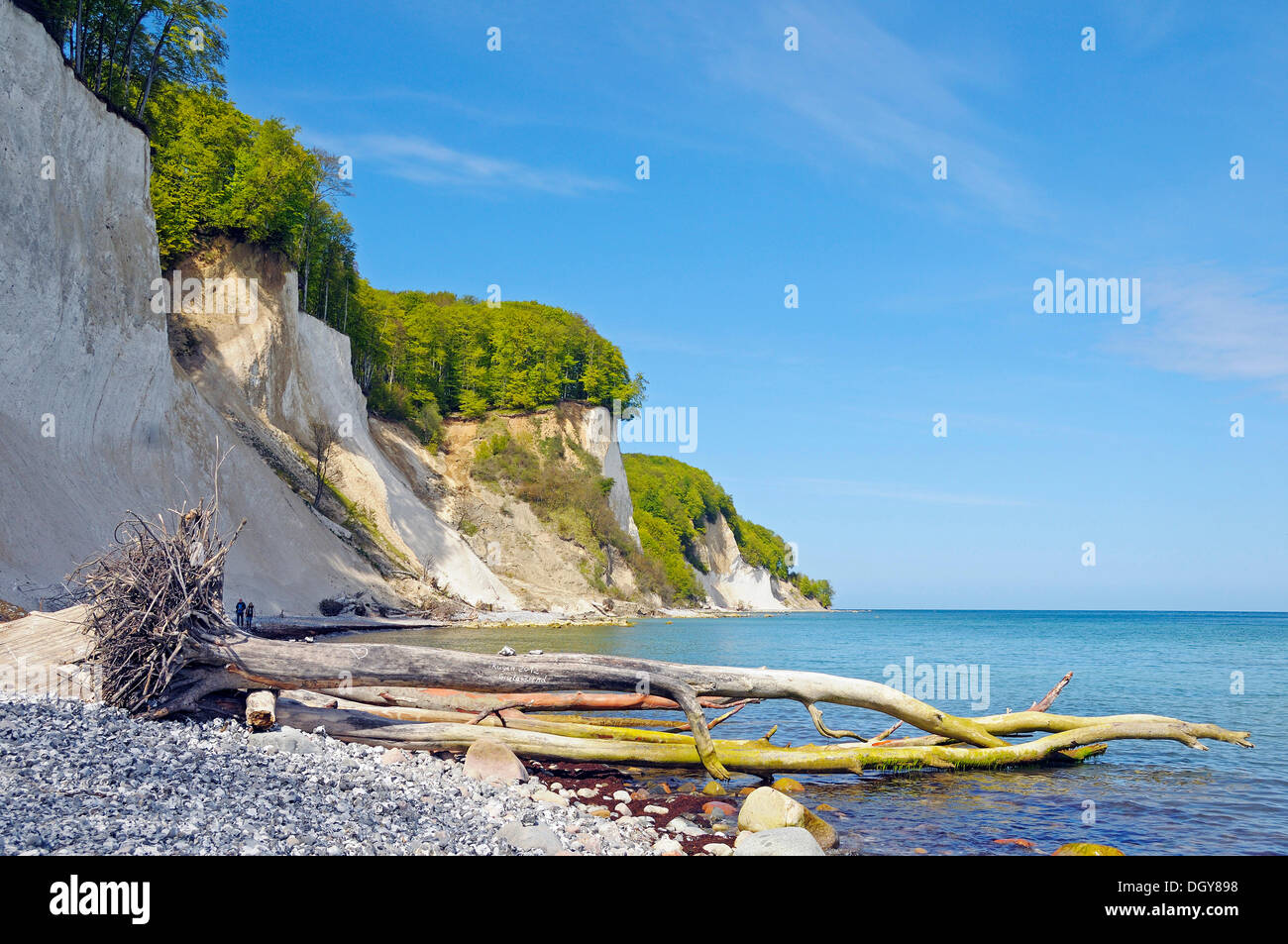 Alberi sradicati nella parte inferiore di chalk scogliere a Jasmund National Park, penisola Jasmund, Isola di Ruegen Foto Stock