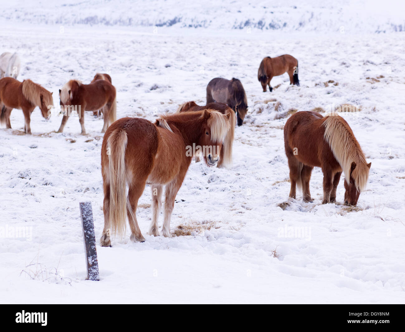 Cavalli islandesi nella neve-coperta di pascoli, Südost Isola, Islanda Foto Stock