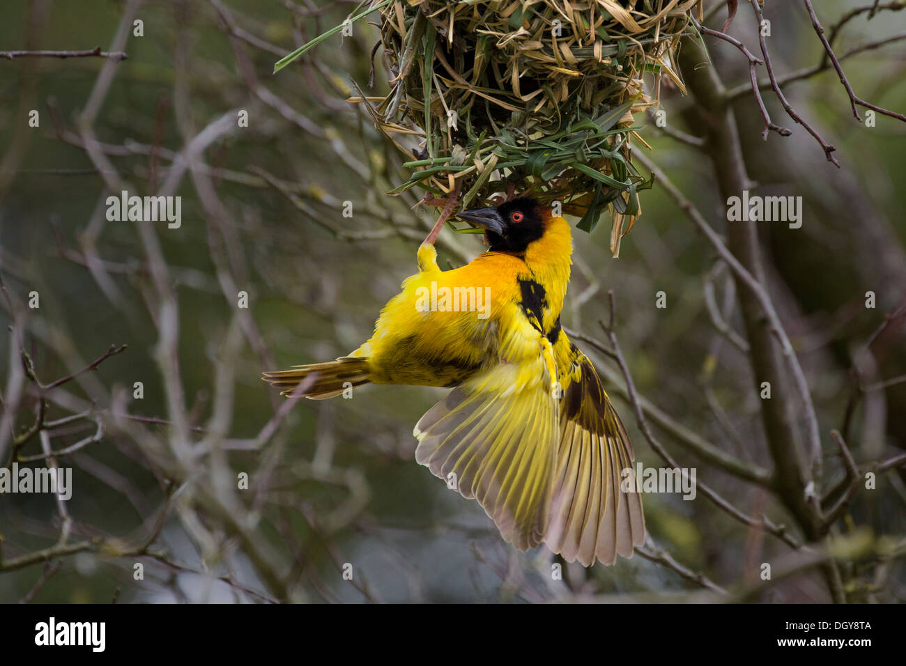 Tessitore a testa nera con nest Foto Stock