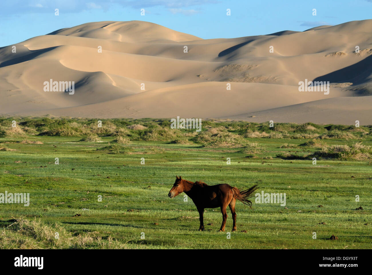 Cavallo mongola in piedi in un lussureggiante paesaggio di erba di fronte alle grandi dune di sabbia Khorgoryn Els nel Deserto del Gobi Foto Stock