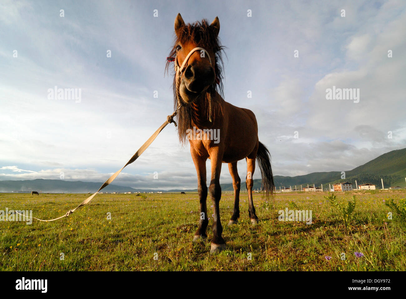 Cavallo su un lussureggiante alpeggio nei foothills dell'Himalaya con case coloniche Tibetano di un Orientale villaggio tibetano sul retro, Kham Foto Stock