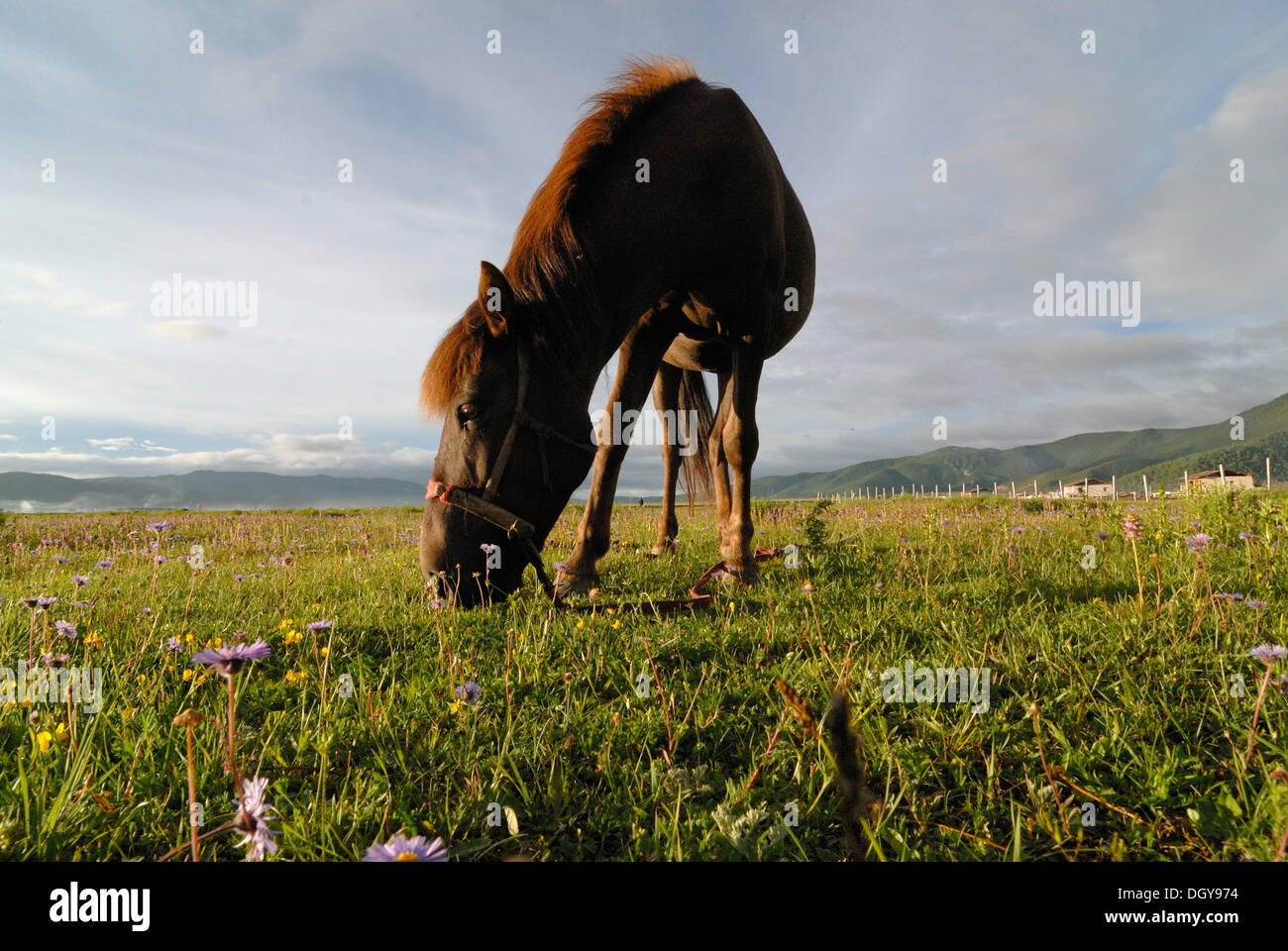 Cavallo su un lussureggiante alpeggio nei foothills dell'Himalaya con case coloniche Tibetano di un Orientale villaggio tibetano sul retro, Kham Foto Stock