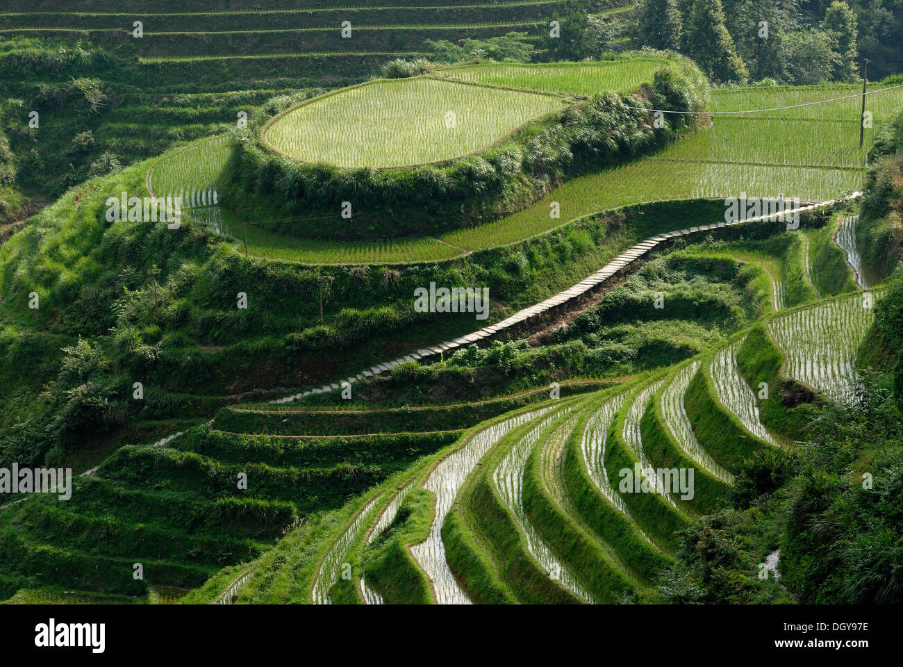 Il mondo-famose terrazze di riso di Longji 'backbone del drago' o 'Vertebra del drago" per la coltivazione di risone, Dazhai Foto Stock