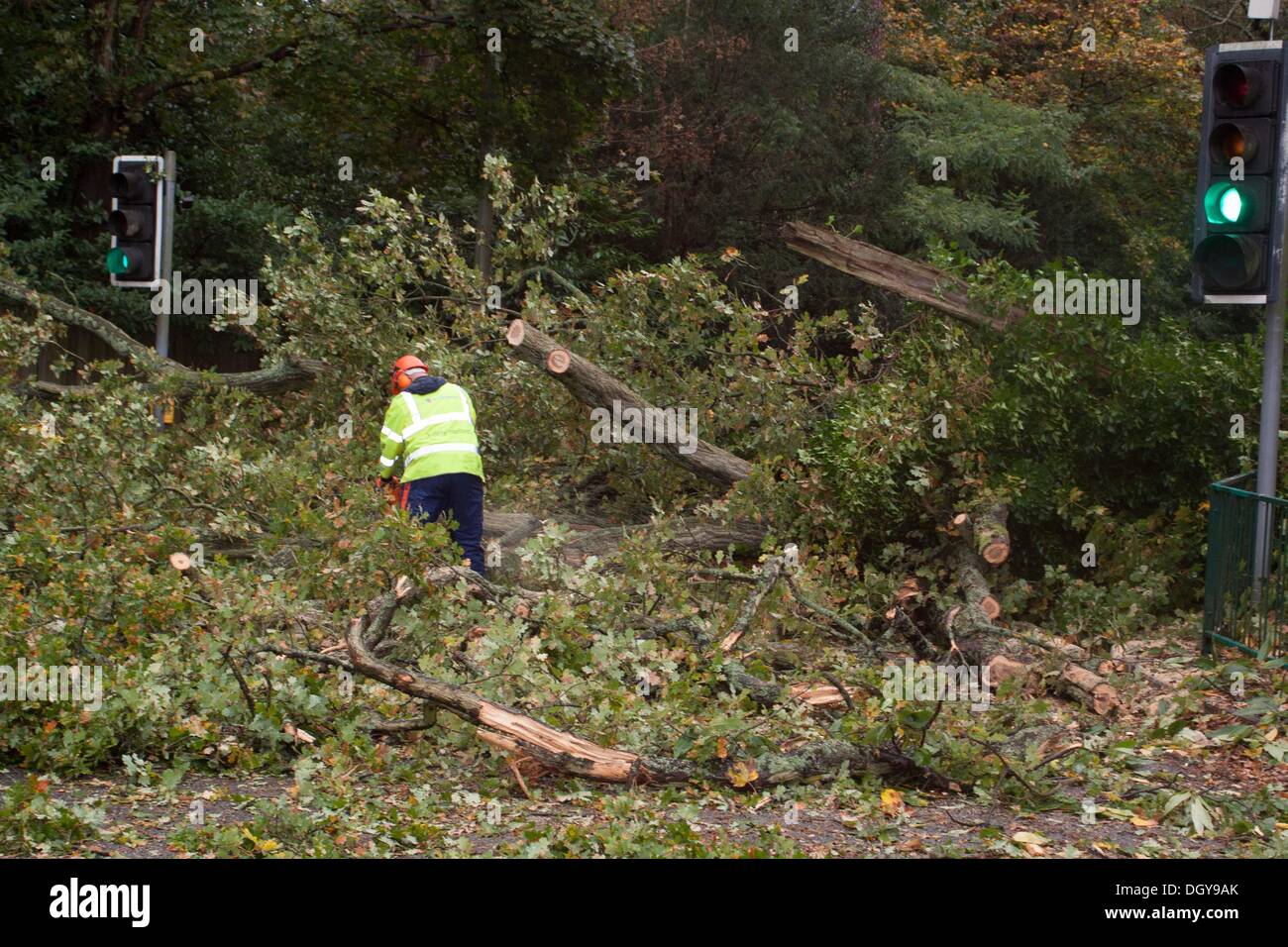 Ascot, Regno Unito. 28 ott 2013. I dipendenti del consiglio l'eliminazione di un albero caduto sulla A329 tra Ascot e di Bracknell. La tempesta, denominato St Jude, ha portato la windiest meteo a colpire il Regno Unito dal 1987. Credito: Andrew Spiers/Alamy Live News Foto Stock