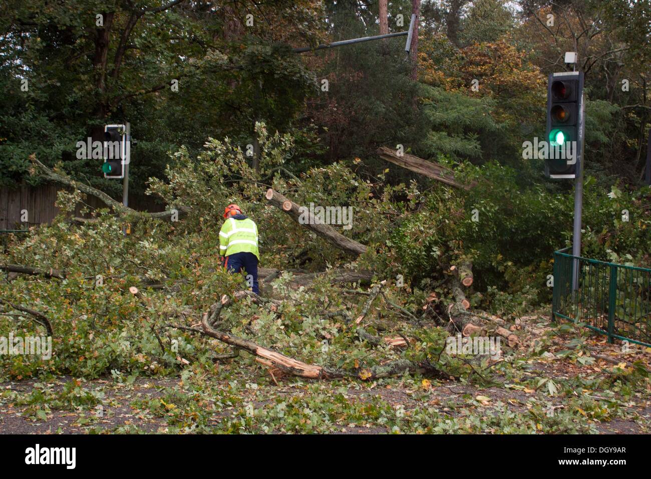 Ascot, Regno Unito. 28 ott 2013. I dipendenti del consiglio l'eliminazione di un albero caduto sulla A329 tra Ascot e di Bracknell. La tempesta, denominato St Jude, ha portato la windiest meteo a colpire il Regno Unito dal 1987. Credito: Andrew Spiers/Alamy Live News Foto Stock