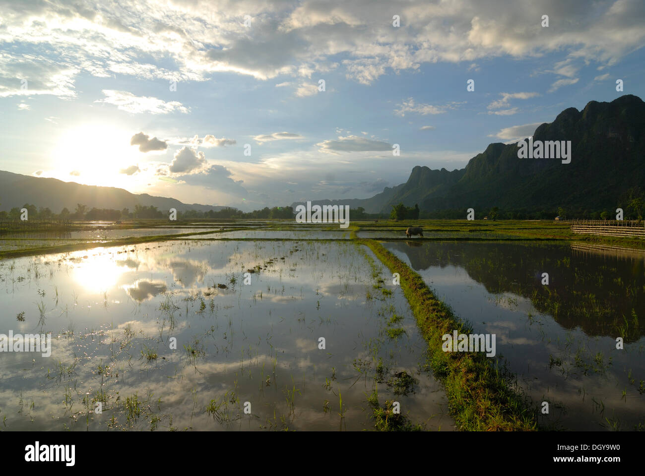 I campi di riso appena prima della piantagione di riso bagnati e un bufalo indiano di acqua nella zona centrale del Laos, Tham Kong Lor, immerso tra i densi Foto Stock