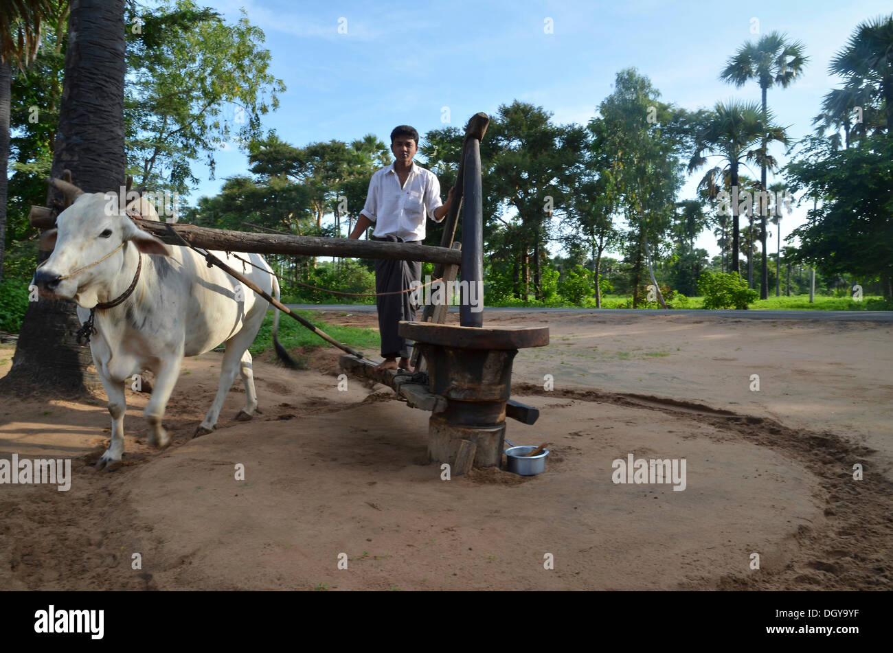 Uomo birmano in un Longyi o wrap-around mantello, e un bue che trasforma un semplice mulino in pietra per olio di arachide produzione, Bagan, pagane Foto Stock