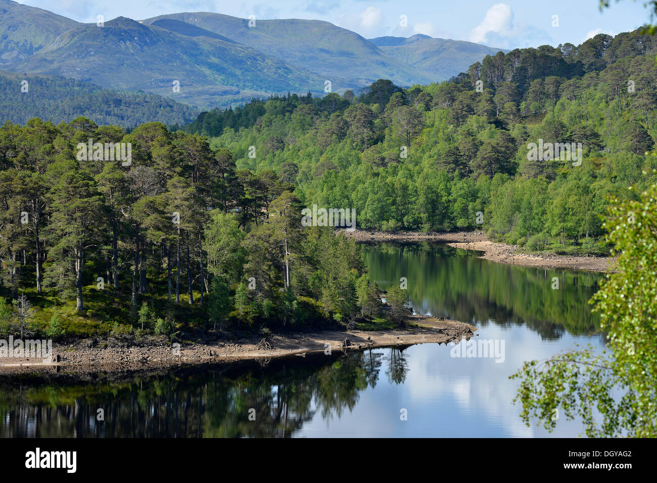 Caledonian pini (Pinus sp.), Glen Affric, Cannich vicino a Inverness, Scotland, Regno Unito, Europa Foto Stock
