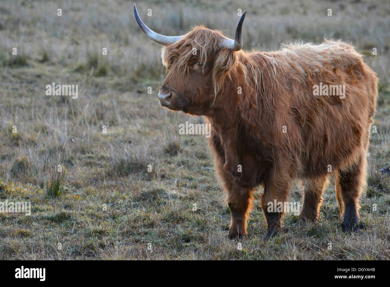Highland bestiame bovino o Kyloe su una fredda mattina in piedi su un altopiano di pascolo con brina, Scotland, Regno Unito, Europa Foto Stock