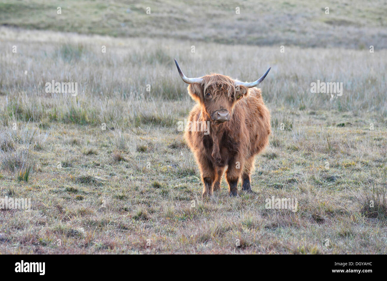 Highland bestiame bovino o Kyloe su una fredda mattina in piedi su un altopiano di pascolo con brina, Scotland, Regno Unito, Europa Foto Stock