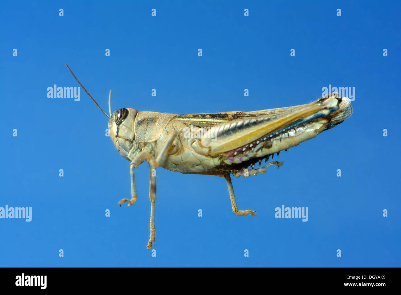 Grasshopper, close-up , a basso angolo di visione Foto Stock