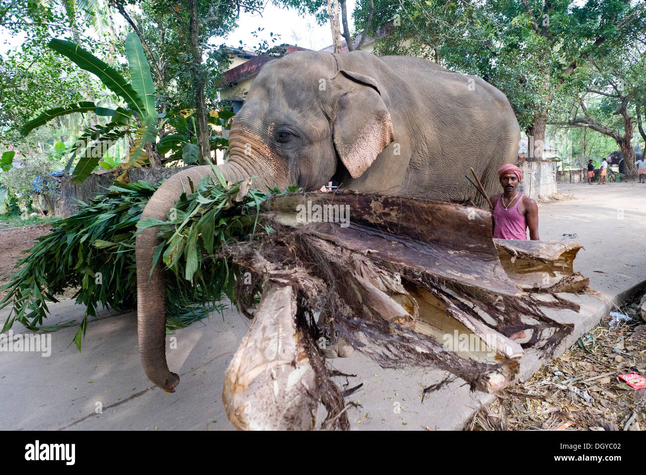 Lavorare Elefanti Elefante asiatico (Elephas maximus), Guruvayoor, Kerala, India del Sud, India, Asia Foto Stock