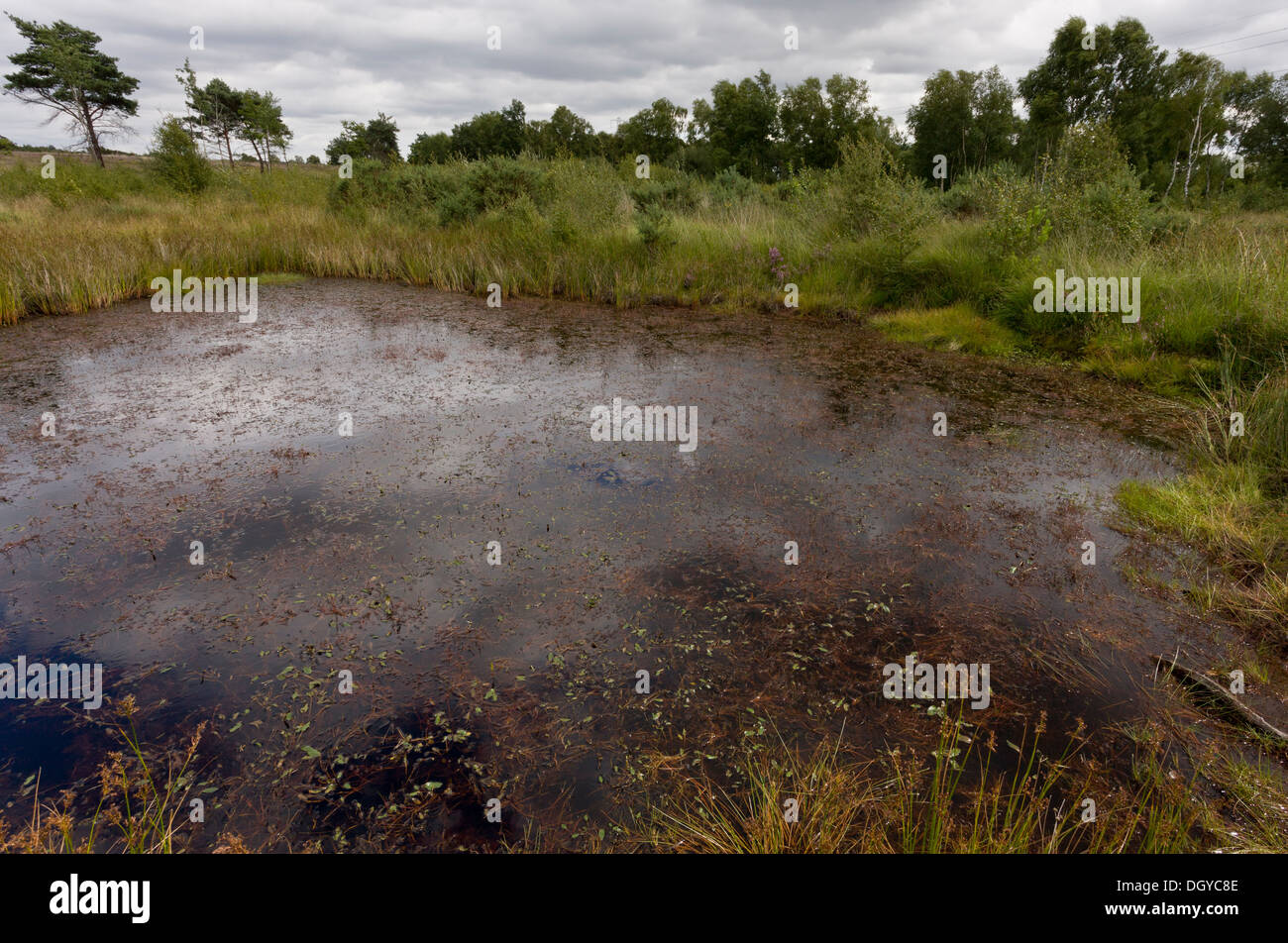 Stagno su Chobham Common Riserva Naturale Nazionale, gestito da Surrey Wildlife Trust, Surrey. Foto Stock