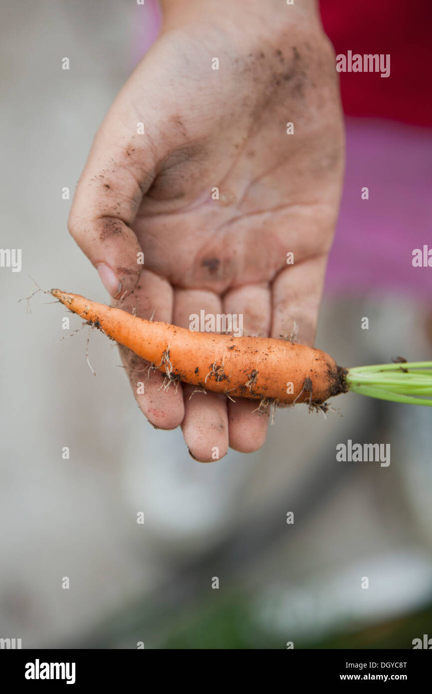 L'uomo azienda appena raccolto baby carota Foto Stock