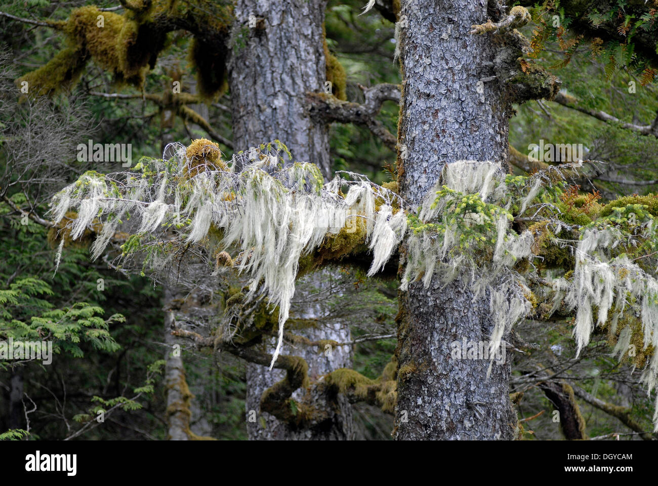 I licheni, costiere rain forest, Hartley Bay, British Columbia, Canada, America del Nord Foto Stock