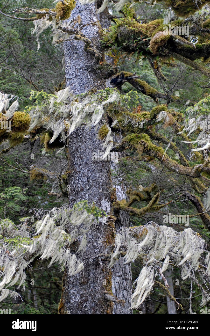 I licheni, costiere rain forest, Hartley Bay, British Columbia, Canada, America del Nord Foto Stock