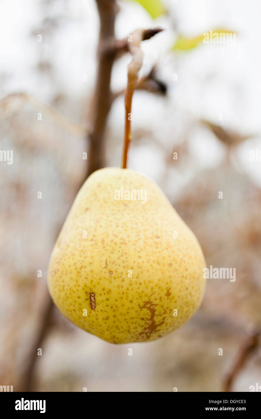 Pera organico appeso su albero Foto Stock