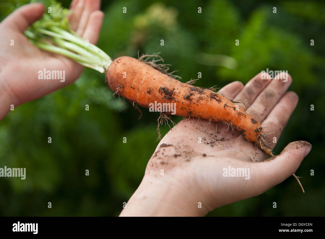 L'uomo azienda appena raccolto carota Foto Stock