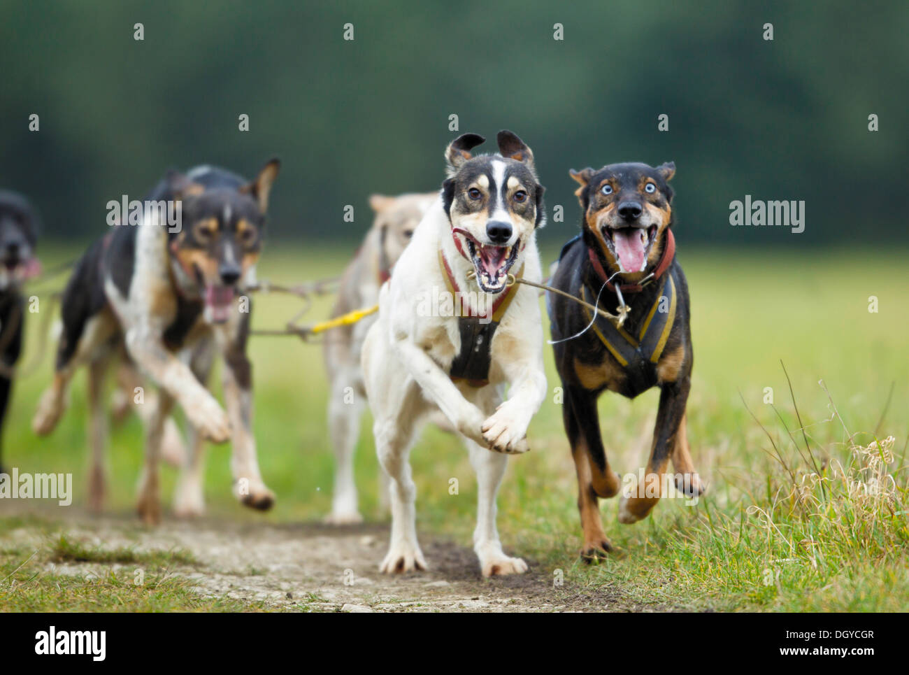 Huskys tirando un carrello Foto Stock