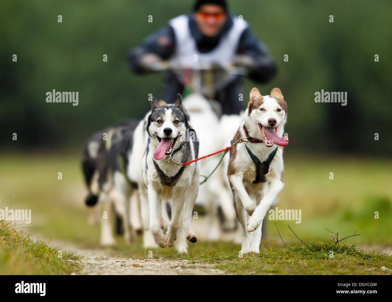 Huskys tirando un carrello Foto Stock