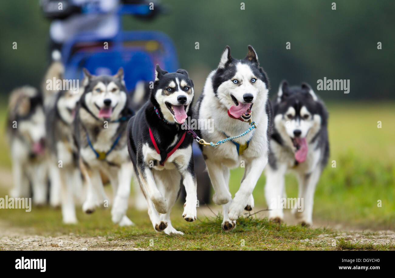 Huskys tirando un carrello Foto Stock