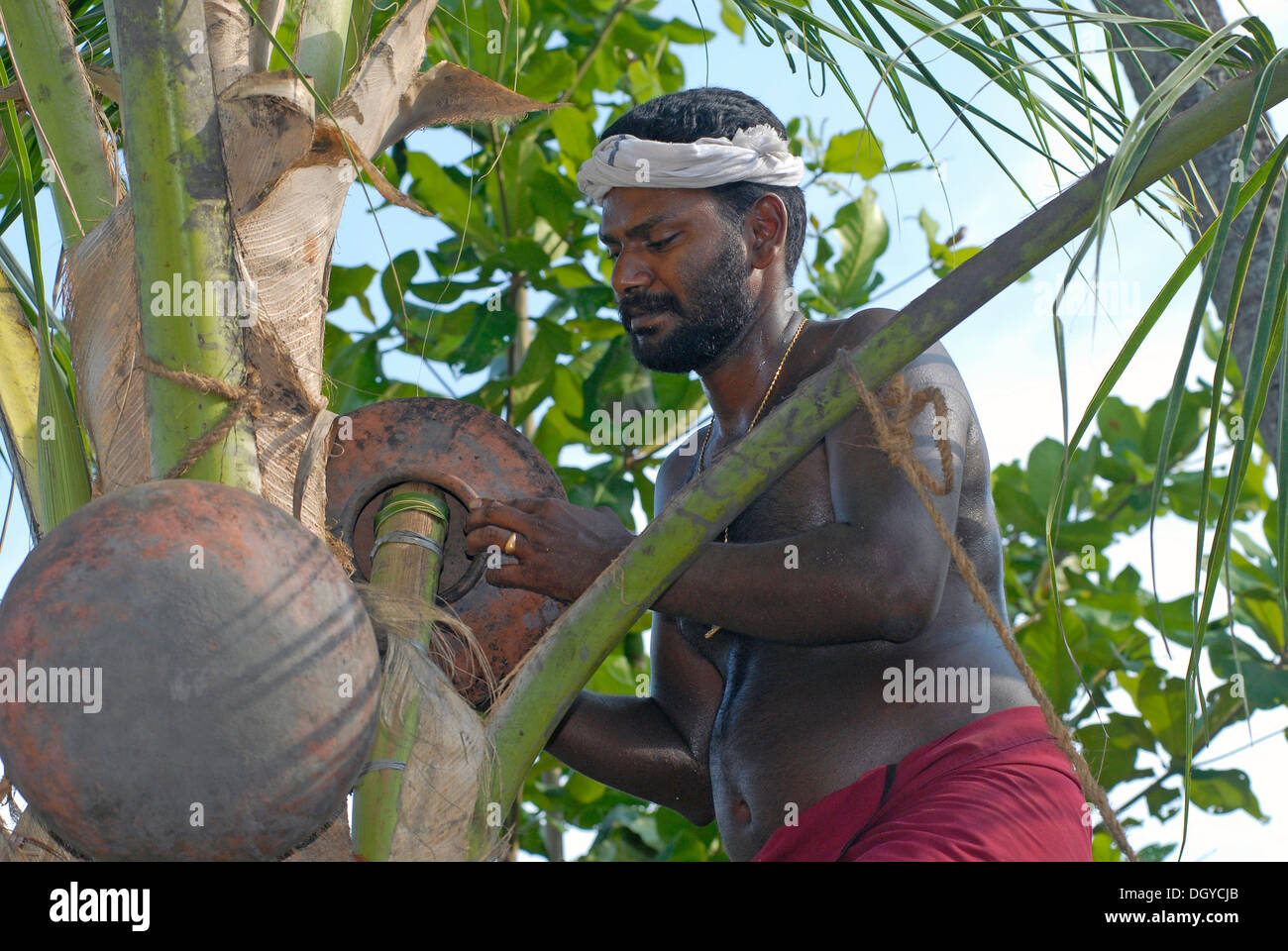 Toddy maschiatore, vino di palma Toddy o estrazione, Lago Vembanad, Kerala, India del Sud, India, Asia Foto Stock