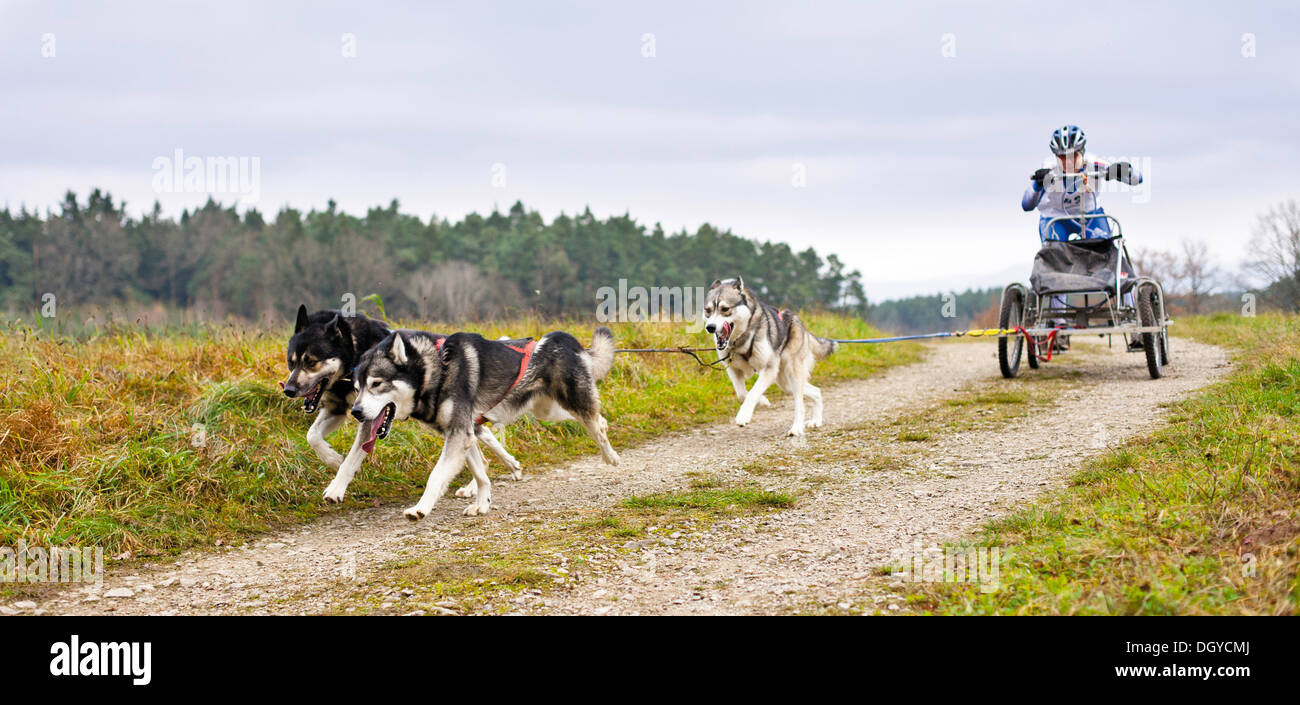 Huskys tirando un carrello Foto Stock