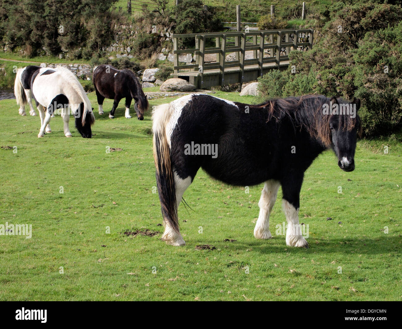 Dartmoor pony pascolano sulla terra comune sulle rive del fiume Lyd sotto Brat Tor vicino al Lydford, Devon. Foto Stock