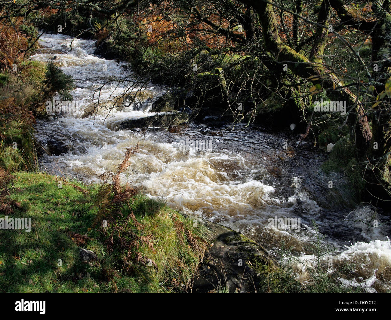 Corso superiore del Fiume Lyd al di sotto della sua fonte a Dartmoor. Un tipico flusso di brughiera nella sua fase giovanile dopo la pioggia. Foto Stock