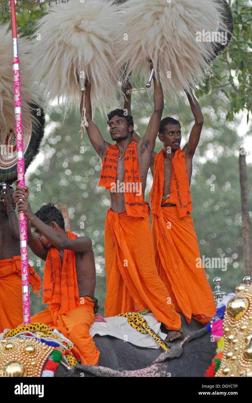 Pujaris permanente sulla parte posteriore di un elefante, azienda ventilatori di penne di pavone in aria, Indù Pooram festival Foto Stock