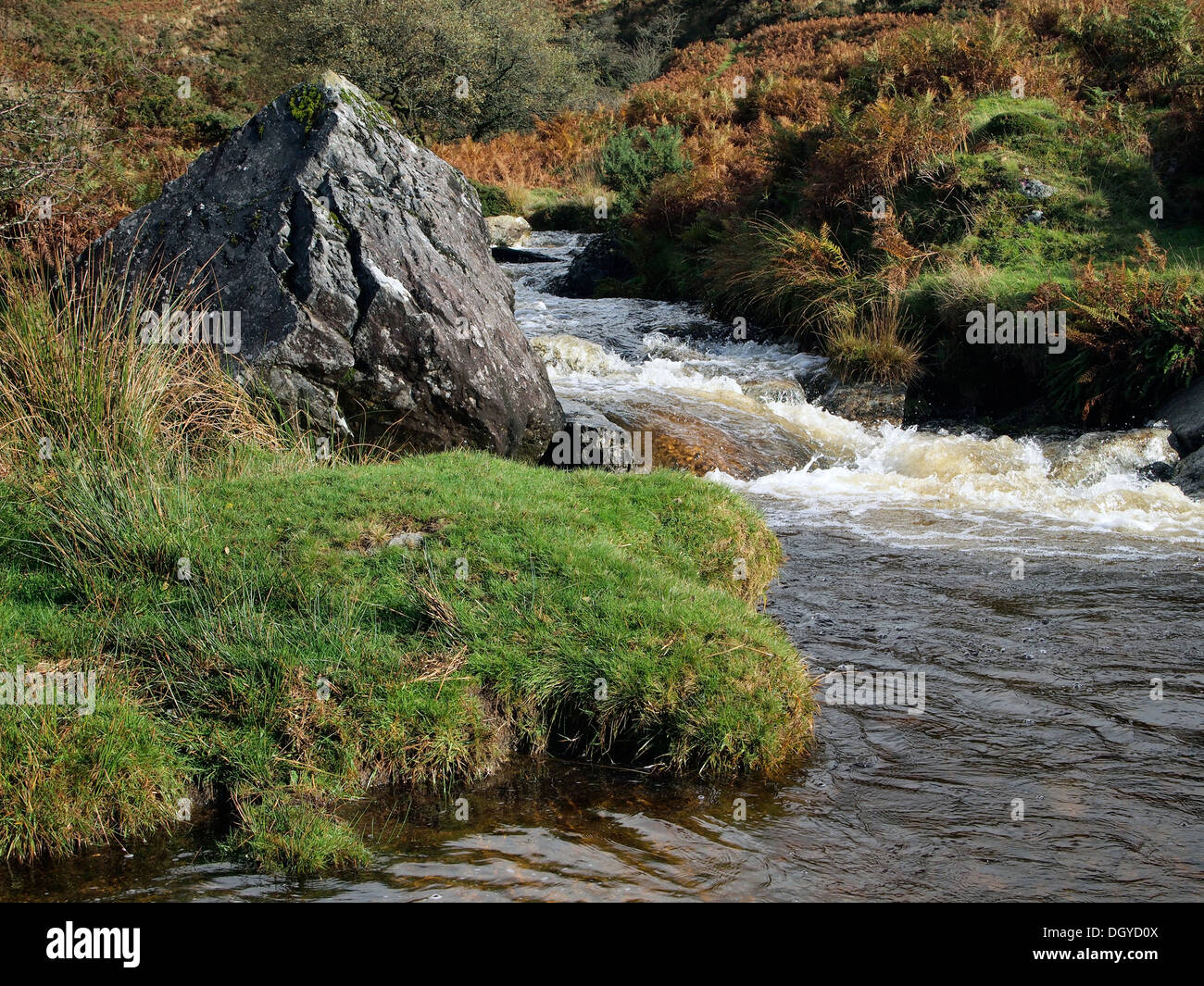 Corso superiore del Fiume Lyd al di sotto della sua fonte a Dartmoor. Un tipico flusso di brughiera nella sua fase giovanile dopo la pioggia. Foto Stock