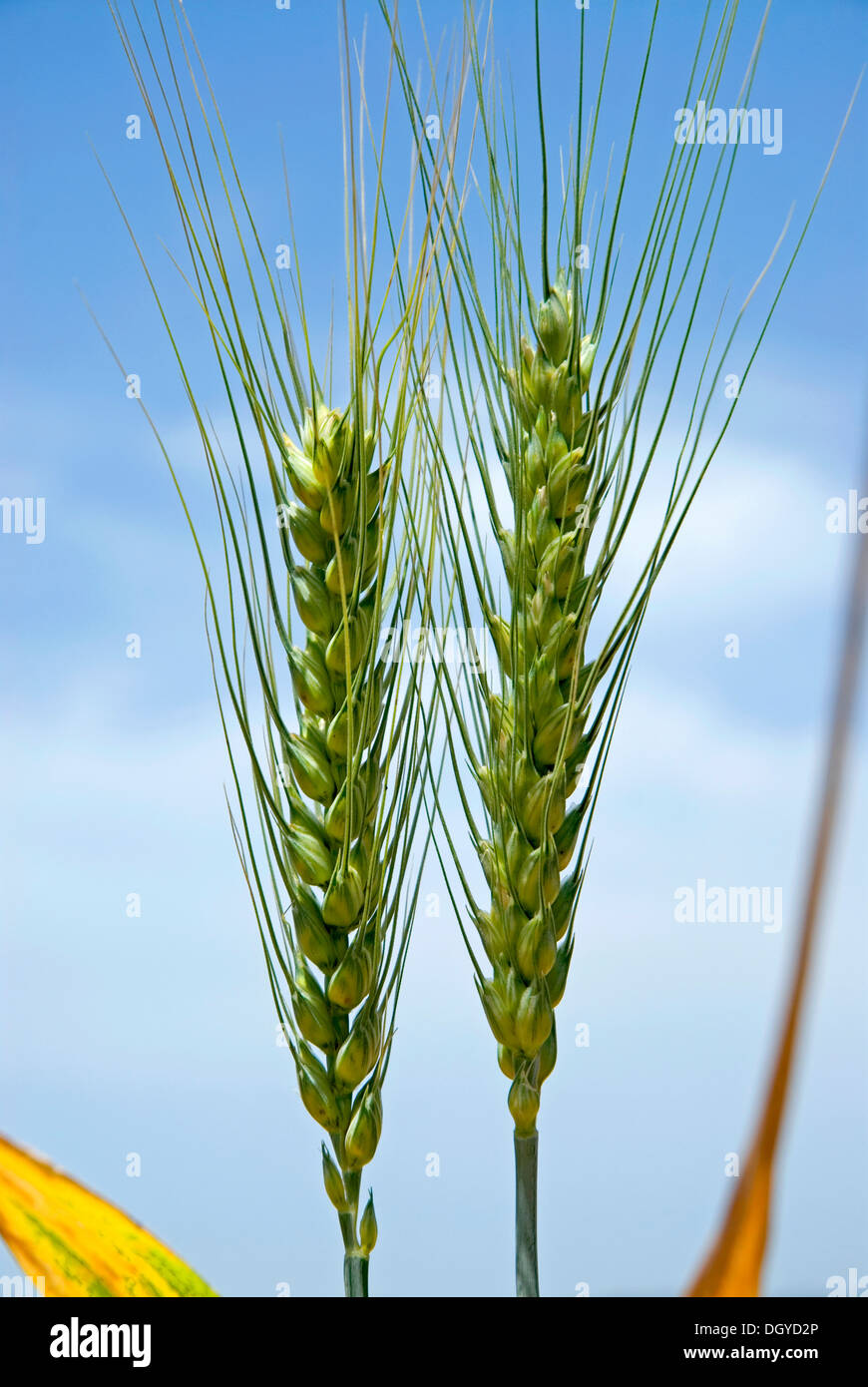 Gli steli di grano close-up Foto Stock