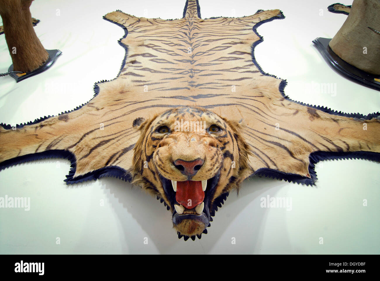 Pelle di tigre immagini e fotografie stock ad alta risoluzione - Alamy