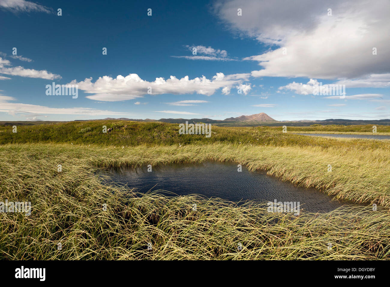 Ance, lago Mývatn, Nord Islanda, Europa Foto Stock