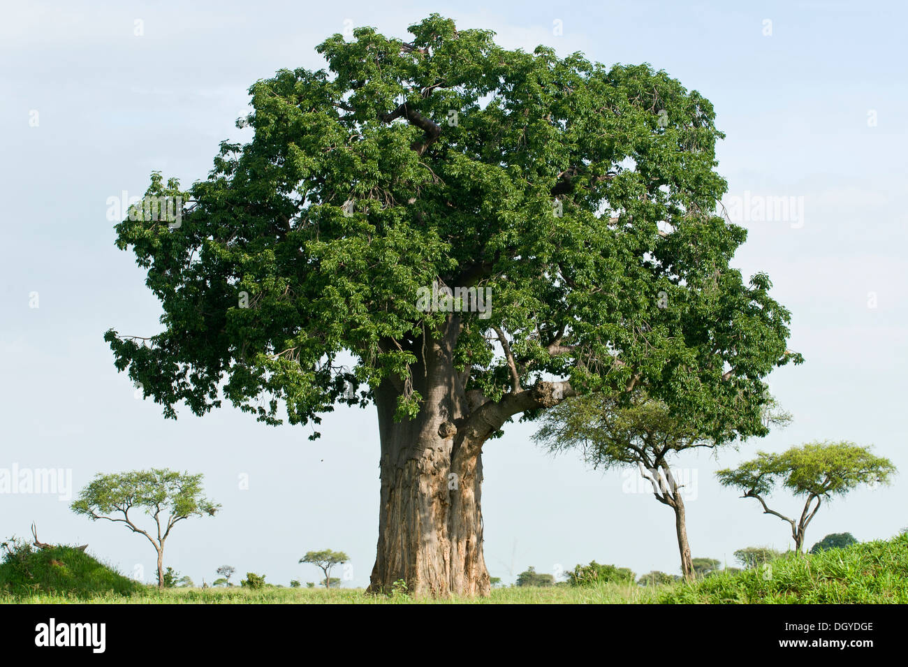 Baobab (Adansonia digitata) con foglie nel Parco Nazionale di Tarangire e,  Tanzania Foto stock - Alamy