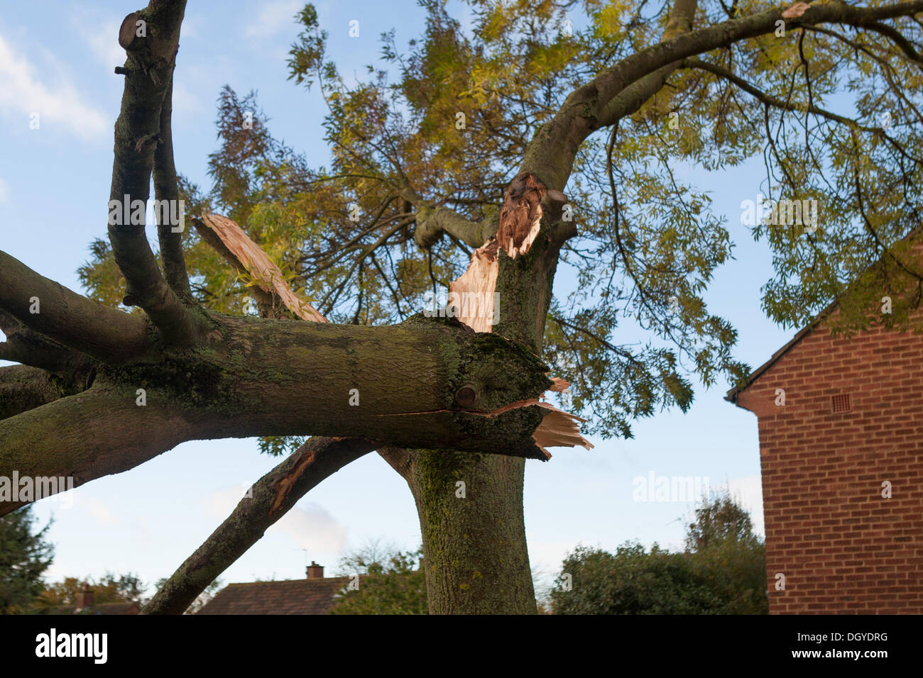 Londra, Regno Unito. 28 ott 2013. Una soffiata blocchi ad albero Cheltenham vicino sul Racecourse Estate in Northolt West London, a seguito di forti venti da una tempesta che sconvolse Gran Bretagna meridionale. Londra, UK 28 Ottobre 2013.La tempesta, denominato St Jude, ha portato la windiest meteo a colpire il Regno Unito dal 1987. Credito: martyn wheatley/Alamy Live News Foto Stock