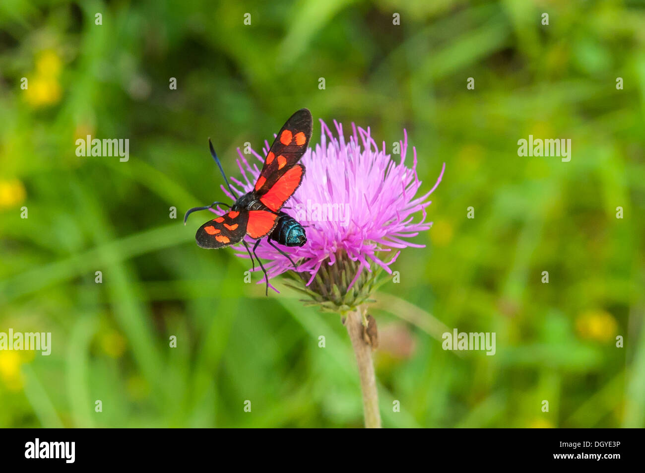 Sei Spot Burnett Moth su Thistle, Lauterbrunnen, Svizzera Foto Stock