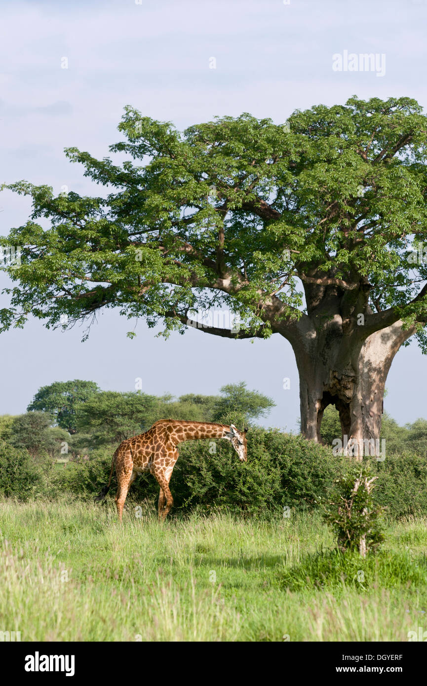 Giraffe (Giraffa camelopardalis) navigando su boccole sotto un baobab (Adansonia digitata), il Parco Nazionale di Tarangire e, Tanzania Foto Stock