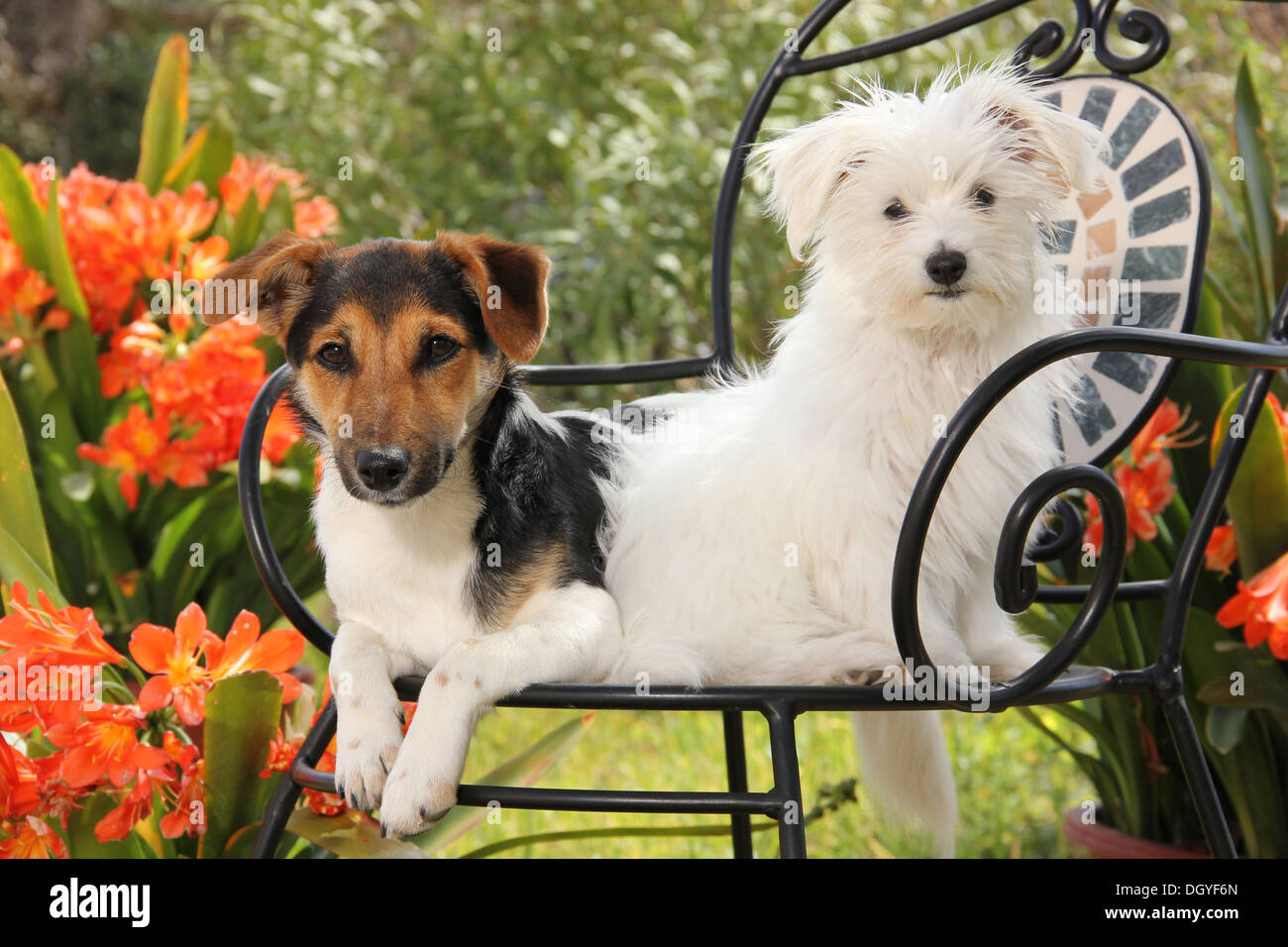 I capretti Maltese e Jack Russell Terrier su una sedia in un giardino fiorito Foto Stock