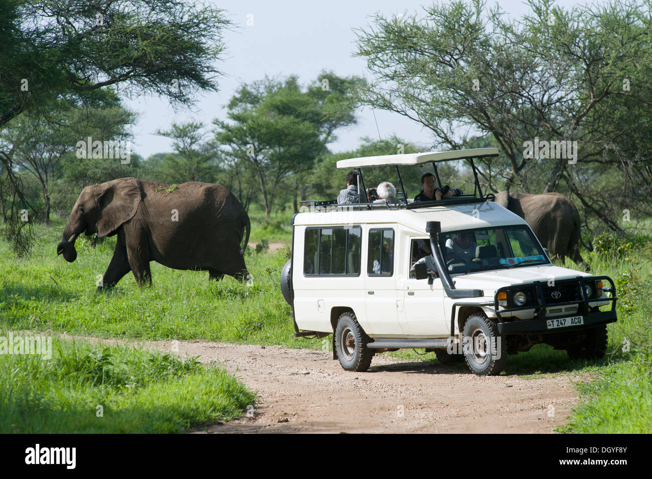 I turisti a guardare l'elefante africano (Loxodonta africana) nel Parco Nazionale di Tarangire e, Tanzania Foto Stock
