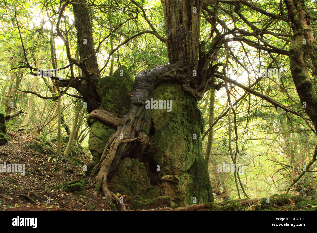 Antica Yew con radici esposte nella Foresta di Dean, Foto Stock