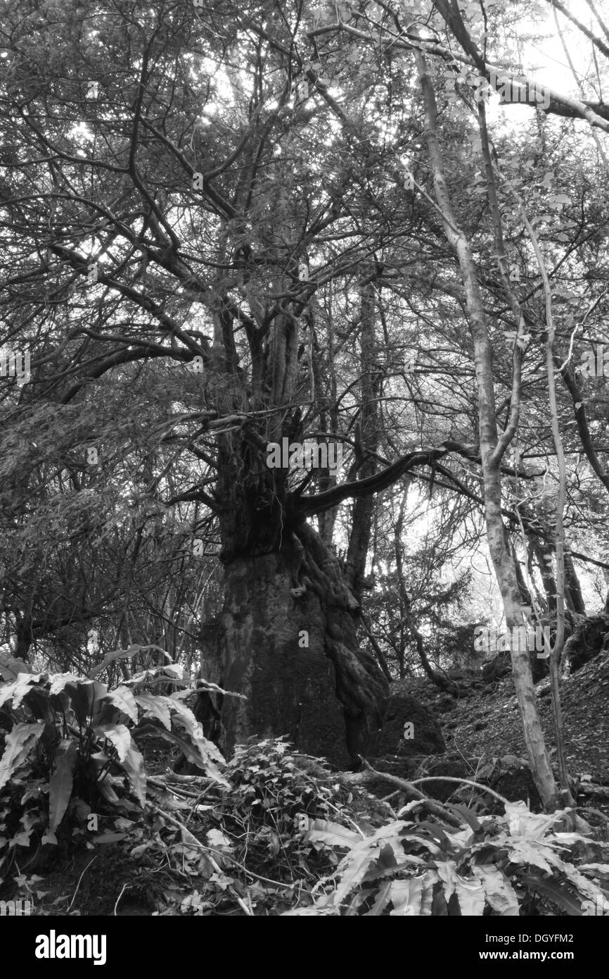 Antica Yew, Foresta di Dean, Scowles Foto Stock