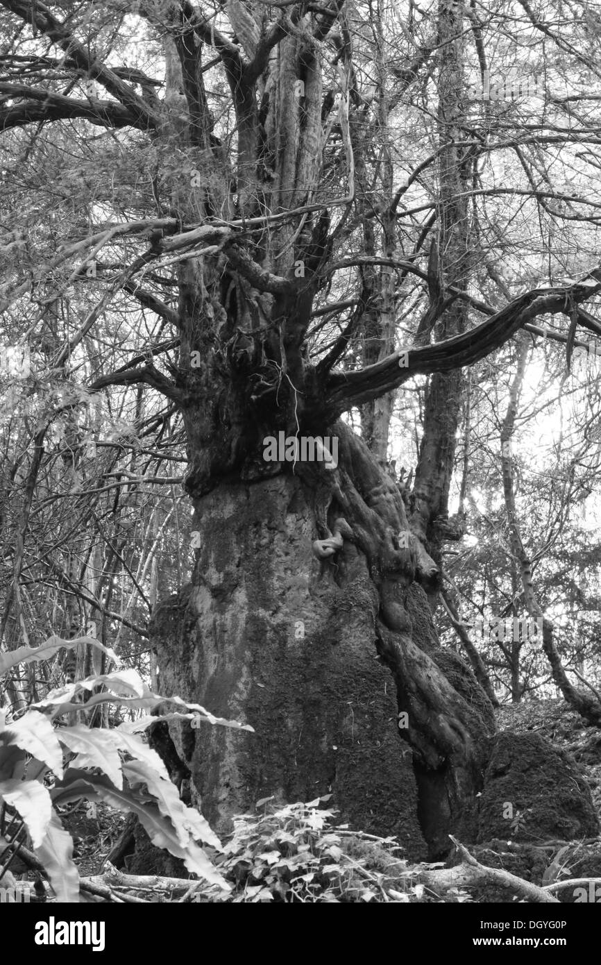 Foresta di Dean, antica Yew, comune Yew Foto Stock