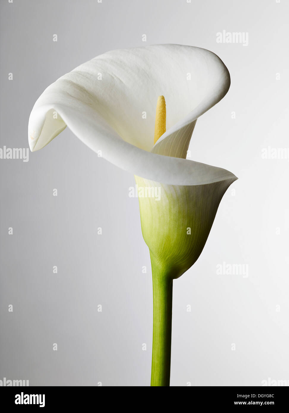 Un primo piano di una Calla Lily, stame visibile Foto Stock
