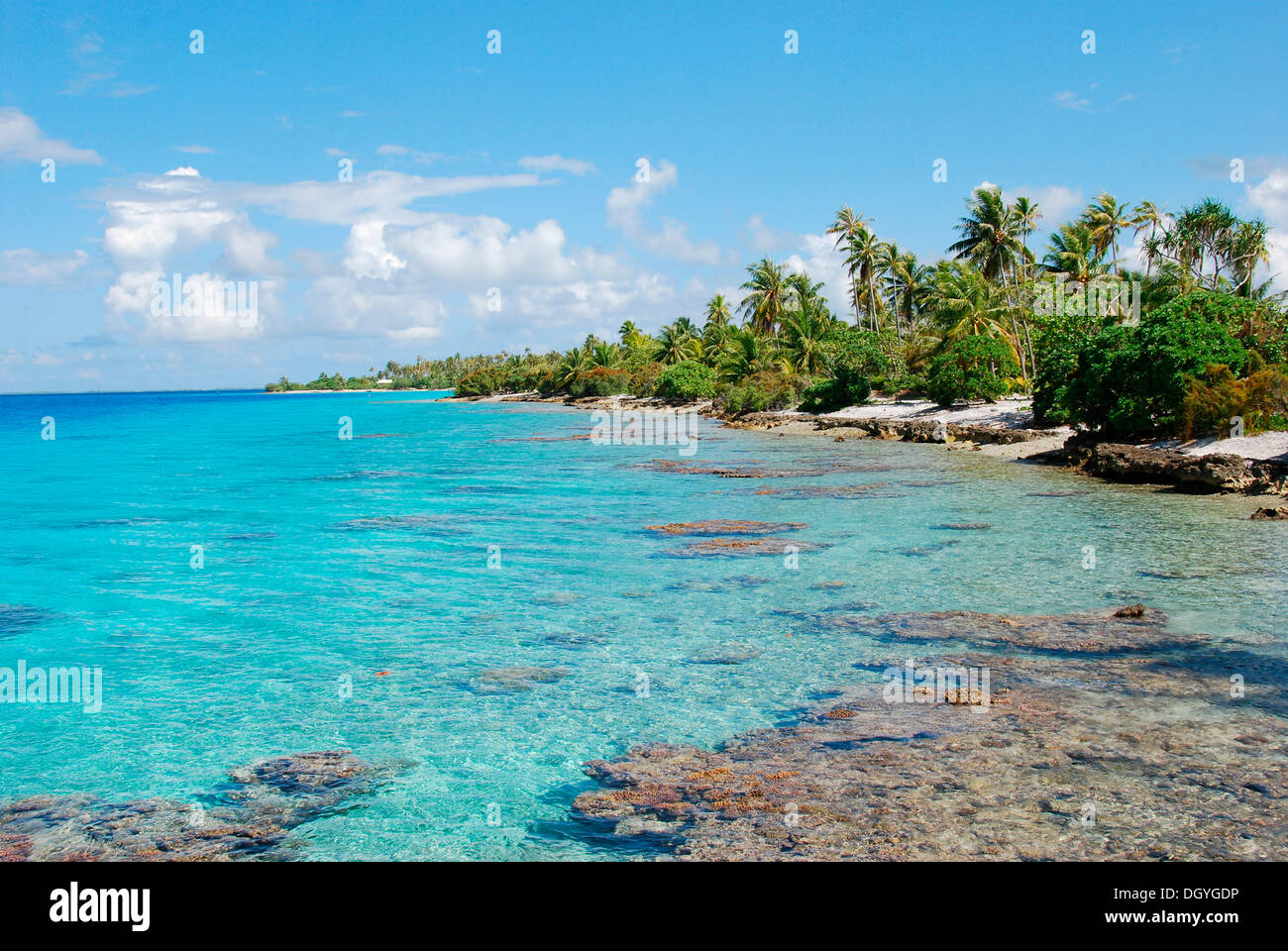 Atollo di Fakarava, spiaggia deserta, palme, mare turchese, Polinesia francese, Arcipelago Tuamotu, Oceano Pacifico Foto Stock