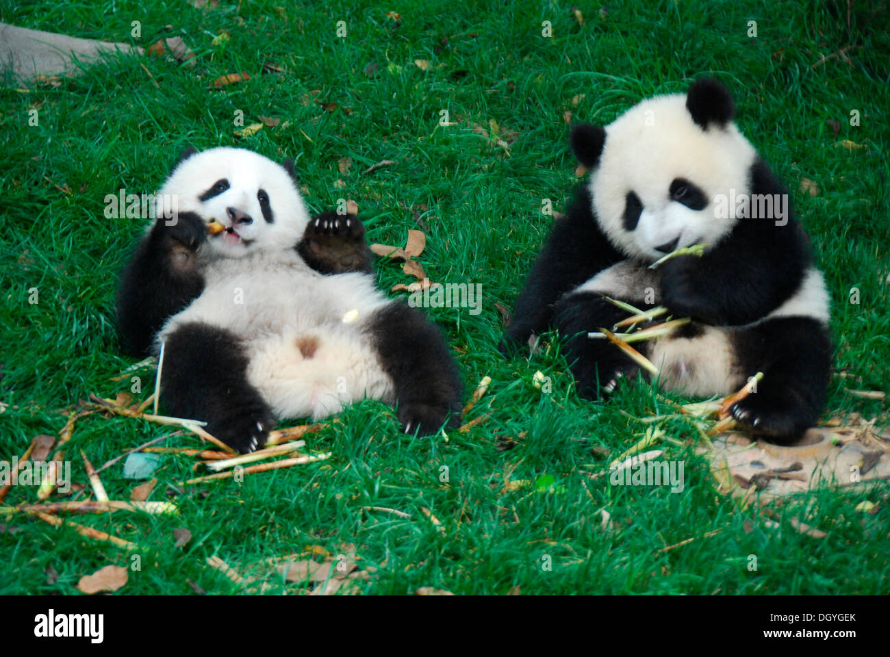 Baby Pandas (Ailuropoda melanoleuca), 8-18 mesi, a colazione, panda gigante allevamento Base di ricerca, Chengdu, Cina e Asia Foto Stock