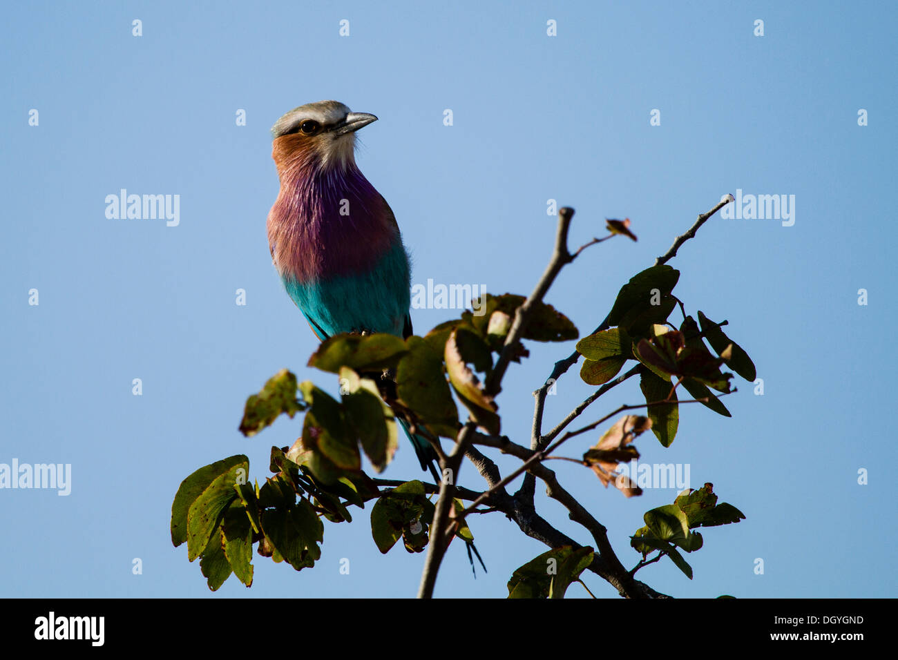 Southern Carmine Bee-Eater (Merops nubicoides), il Parco Nazionale di Hwange, principale zona di campeggio, Zimbabwe Africa Foto Stock