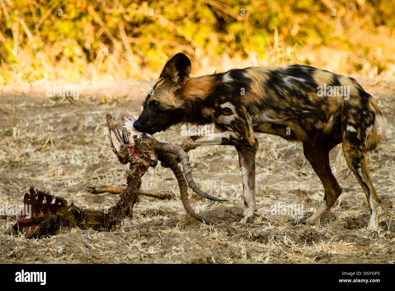 Dipinto di cane o africano cane selvatico (Lycaon pictus), molto rari, dopo un Impala (Aepyceros melampus) kill, Parco Nazionale di Mana Pools Foto Stock